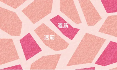 断面イメージ