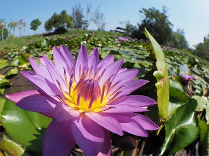 ワイドマクロ撮影