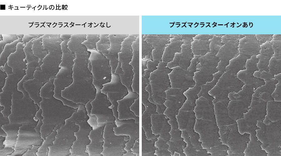 キューティクル