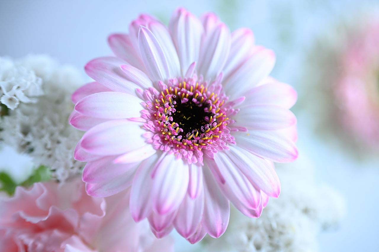 最短撮影距離で撮影