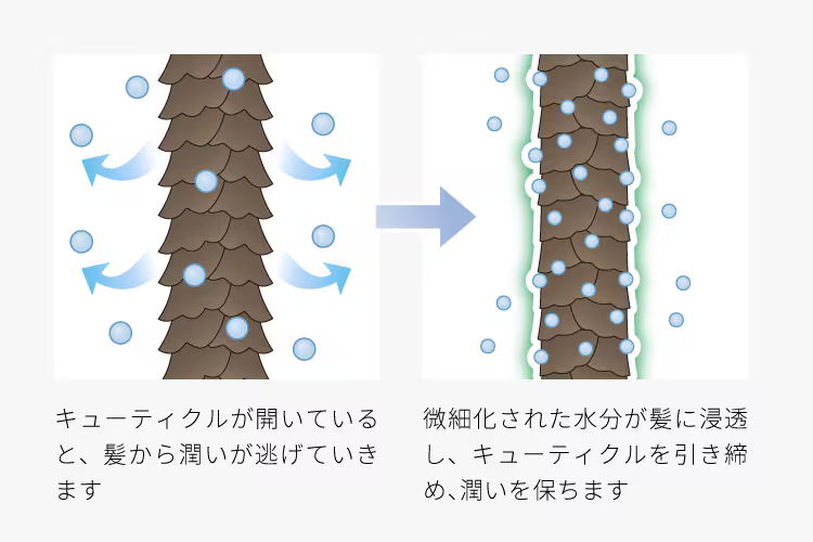 キューティクル
