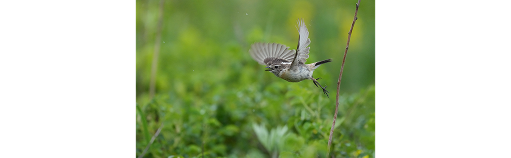ソニー FE 600mm F6.3 GM OSS SEL600F63GM 超望遠 作例 飛翔する小鳥