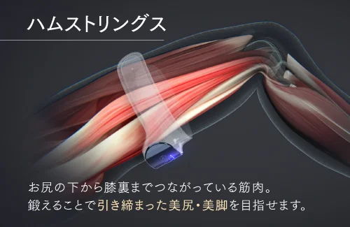 ハムストリングス