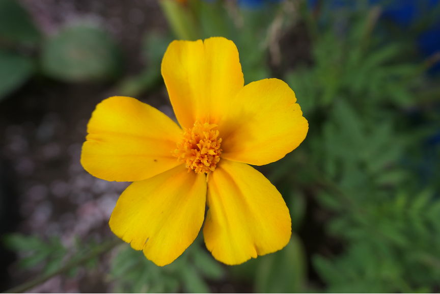 花
