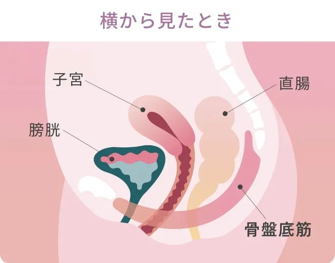 横から見たとき