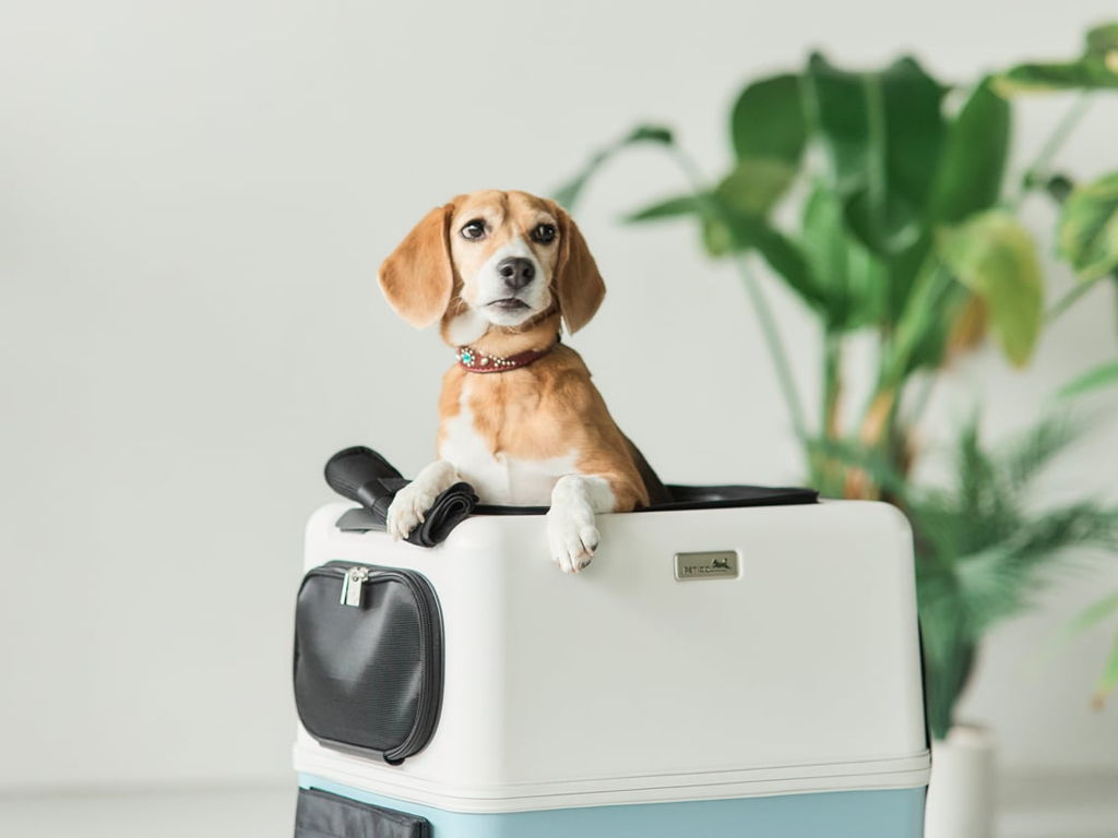 中型犬にちょうど良いサイズ