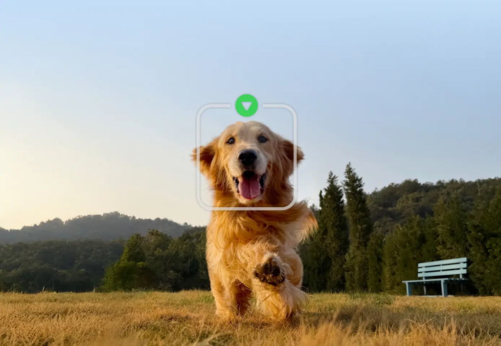 犬